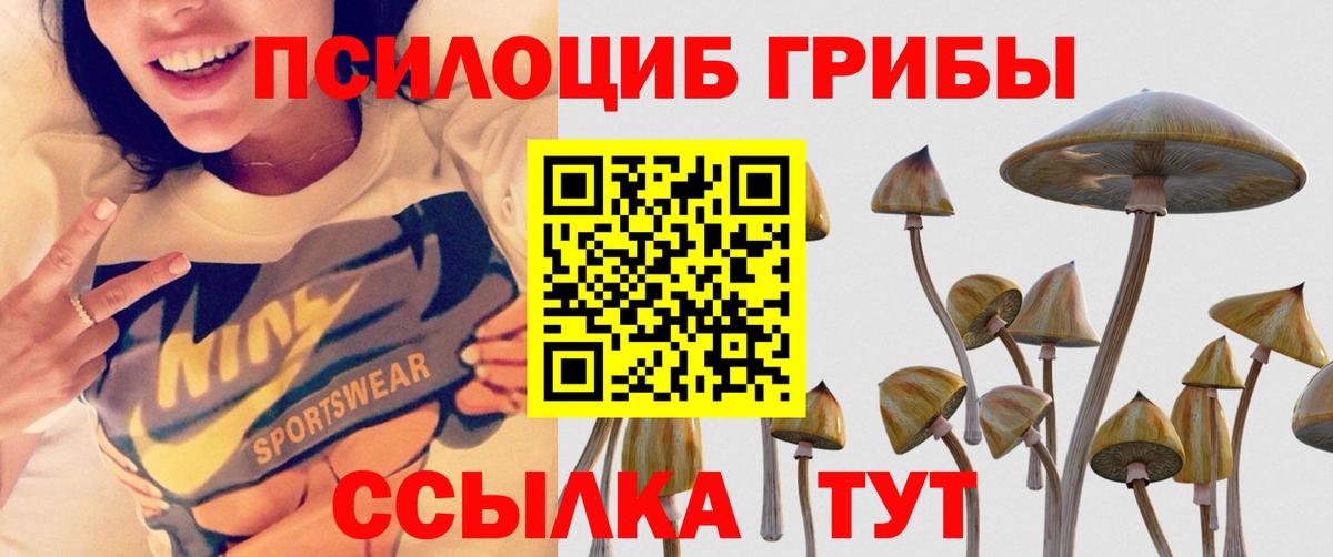 Псилоцибиновые грибы Cubensis Елабуга